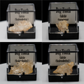 Dog Tooth Calcite (Scalenohedral) – Clear on Yellow Host Rock