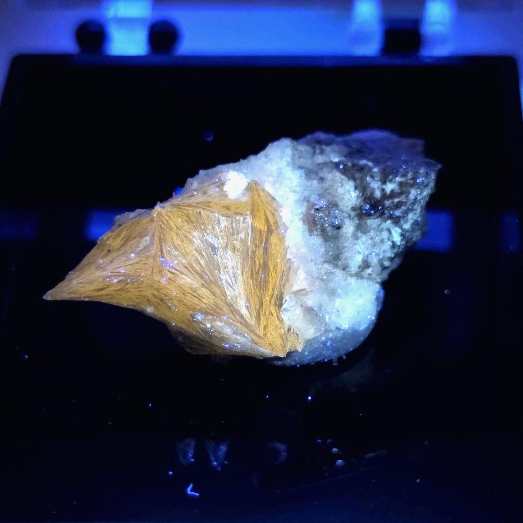 UV Reactive Pectolite Thumbnail Specimen Perky Box, Paterson, New Jersey, GeoTheGeode ROCK ADOPTION